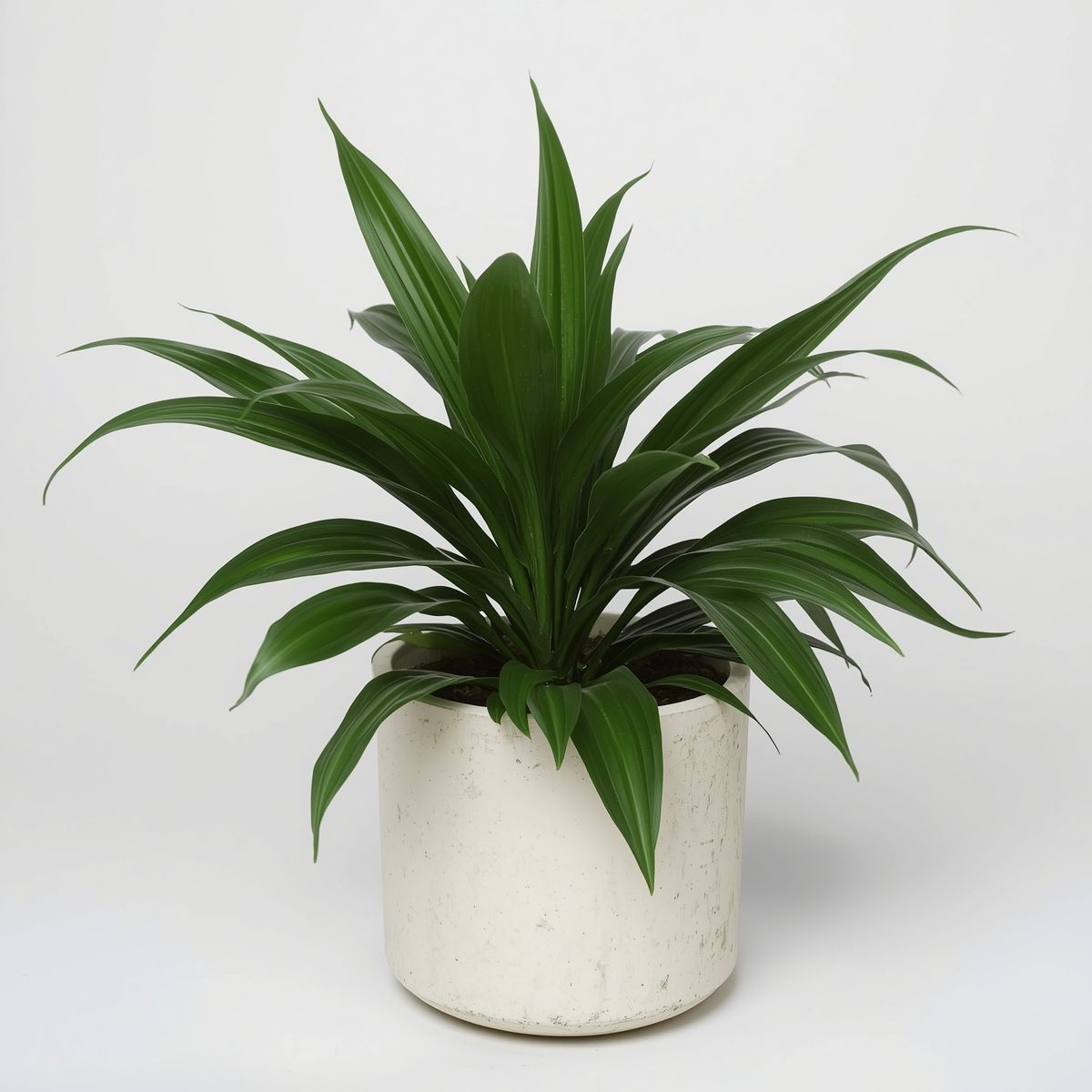 Bedroom plant corner